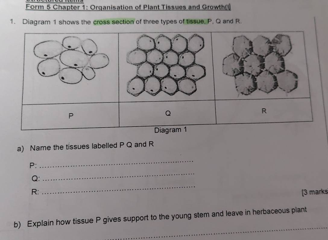 Form 5 Chapter 1: Organisation of Plant Tissues and Growth(l) 
1. Diagram 1 shows the cross section of three types of tissue, P, Q and R.
R
P
Q
Diagram 1 
a) Name the tissues labelled P Q and R
P : 
_
Q : 
_ 
_
R : [3 marks 
b) Explain how tissue P gives support to the young stem and leave in herbaceous plant