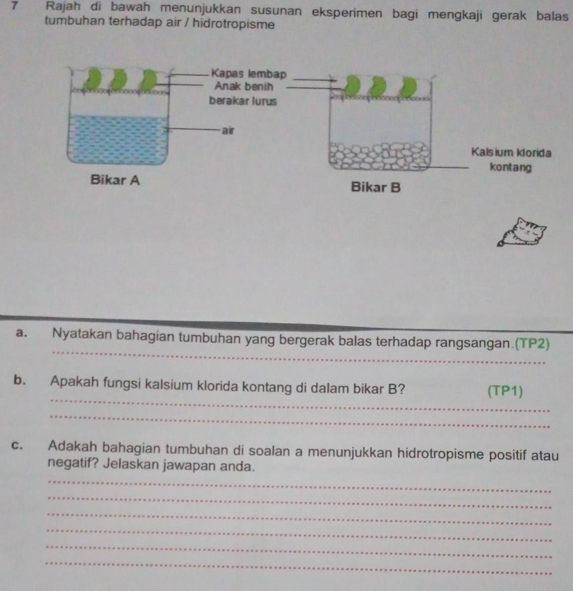 Rajah di bawah menunjukkan susunan eksperimen bagi mengkaji gerak balas 
tumbuhan terhadap air / hidrotropisme 
_ 
a. Nyatakan bahagian tumbuhan yang bergerak balas terhadap rangsangan.(TP2) 
_ 
b. Apakah fungsi kalsium klorida kontang di dalam bikar B? 
(TP1) 
_ 
c. Adakah bahagian tumbuhan di soalan a menunjukkan hidrotropisme positif atau 
negatif? Jelaskan jawapan anda. 
_ 
_ 
_ 
_ 
_ 
_