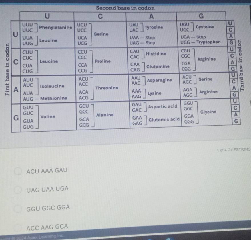 of 4 QUESTIONS
ACU AAA GAU
UAG UAA UGA
GGU GGC GGA
ACC AAG GCA
=== e 2024 Apex Leaming Inc