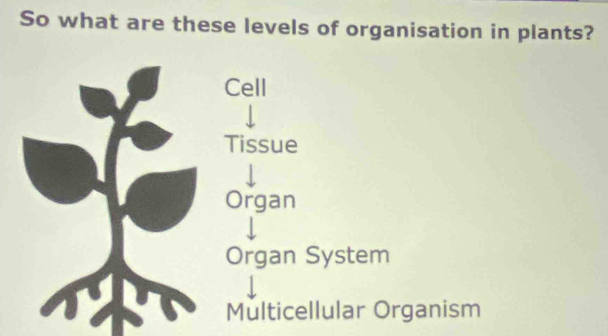 So what are these levels of organisation in plants?
Cell
Tissue
Organ
Organ System
Multicellular Organism