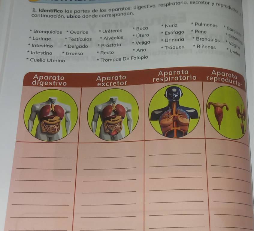 Identifico las partes de los aparatos: digestivo, respiratorio, excretor y reproducto 
continuación, ubico donde correspondan. 
Bronquiolos * Ovarios Uréteres Boca Nariz Pulmones 
Gorgane Estómo 
Laringe * Testículos Alvéolos Útero Esófago Pene 
Intestino * Delgado Próstata Vejiga Urinaria Bronquios 
Vagino 
Intestino Grueso Recto * Ano * Tráquea * Riñones 
* Uretro 
* Cuello Uterino 
Trompas De Falopio 
Aparato Aparato 
Aparato 
Aparato respiratorio reproductor 
excretor 
_ 
_ 
_ 
_ 
_ 
_ 
__ 
_ 
_ 
__ 
_ 
_ 
__ 
_ 
_ 
__ 
_ 
_ 
__ 
_ 
_ 
__