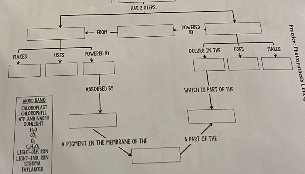 HAS 2 STEPS:
THYLAKOID