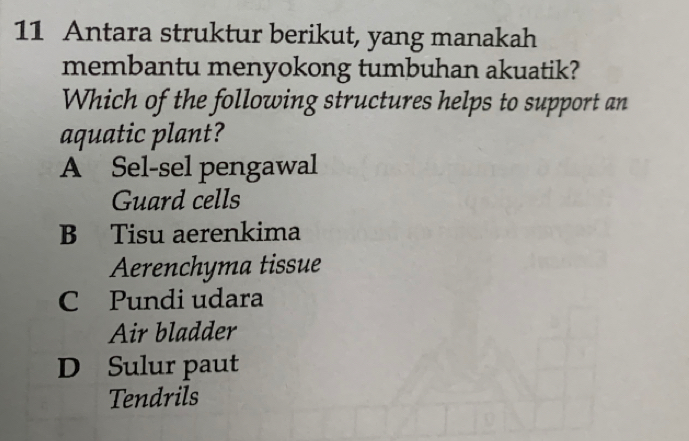 Antara struktur berikut, yang manakah
membantu menyokong tumbuhan akuatik?
Which of the following structures helps to support an
aquatic plant?
A Sel-sel pengawal
Guard cells
B Tisu aerenkima
Aerenchyma tissue
C Pundi udara
Air bladder
D Sulur paut
Tendrils