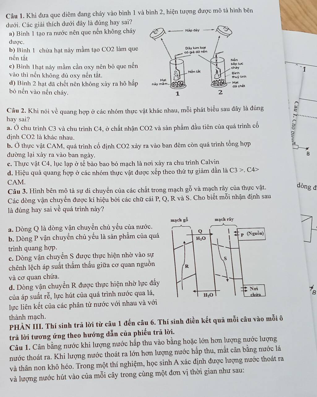 Khi đưa que diêm đang cháy vào bình 1 và bình 2, hiện tượng được mô tả hình bên
dưới. Các giải thích dưới đây là đúng hay sai?
a) Bình 1 tạo ra nước nên que nến không cháy 
được.
b) Bình 1 chứa hạt nảy mầm tạo CO2 làm que
nến tắt
c) Bình 1hạt nảy mầm cần oxy nên bỏ que nến
vào thì nến không đủ oxy nến tắt.
`1
d) Bình 2 hạt đã chết nên không xảy ra hô hấp
bỏ nến vào nến cháy.
Câu 2. Khi nói về quang hợp ở các nhóm thực vật khác nhau, mỗi phát biểu sau đây là đúng 
hay sai?
a. Ở chu trình C3 và chu trình C4, ở chất nhận CO2 và sản phẩm đầu tiên của quá trình cố
định CO2 là khác nhau.
b. Ở thực vật CAM, quá trình cố định CO2 xảy ra vào ban đêm còn quá trình tổng hợp
đường lại xảy ra vào ban ngày.
B
c. Thực vật C4, lục lạp ở tế bào bao bó mạch là nơi xảy ra chu trình Calvin
d. Hiệu quả quang hợp ở các nhóm thực vật được xếp theo thứ tự giảm dần là C3>.C4>
CAM.
Câu 3. Hình bên mô tả sự di chuyển của các chất trong mạch gỗ và mạch rây của thực vật. dòng đ
Các dòng vận chuyển được kí hiệu bởi các chữ cái P, Q, R và S. Cho biết mỗi nhận định sau
là đúng hay sai về quá trình này?
a. Dòng Q là dòng vận chuyển chủ yếu của nước.
b. Dòng P vận chuyển chủ yếu là sản phẩm của quá
trình quang hợp.
c. Dòng vận chuyển S được thực hiện nhờ vào sự
chênh lệch áp suất thấm thấu giữa cơ quan nguồn 
và cơ quan chứa.
d. Dòng vận chuyển R được thực hiện nhờ lực đấy
của áp suất rễ, lực hút của quá trình nước qua lá,
B
lực liên kết của các phân tử nước với nhau và với
thành mạch.
PHÀN III. Thí sinh trả lời từ câu 1 đến câu 6. Thí sinh điền kết quả mỗi câu vào mỗi ô
trả lời tương ứng theo hướng dẫn của phiếu trả lời.
Câu 1. Cân bằng nước khi lượng nước hấp thu vào bằng hoặc lớn hơn lượng nước lượng
hước thoát ra. Khi lượng nước thoát ra lớn hơn lượng nước hấp thu, mất cân bằng nước lá
và thân non khô héo. Trong một thí nghiệm, học sinh A xác định được lượng nước thoát ra
và lượng nước hút vào của mỗi cây trong cùng một đơn vị thời gian như sau: