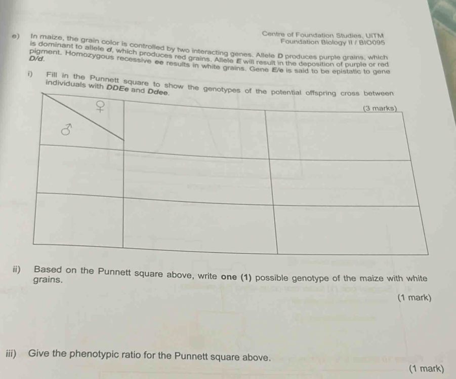 Centre of Foundation Studies, UITM 
Foundation Biology II / BIO095 
e) In maize, the grain color is controlled by two interacting genes. Allele D produces pumle drains. which 
is dominant to allele d, which produces red grains. Allele E will result in the deposition of pumle or red 
D/d. 
pigment. Homozygous recessive ee results in white grains. Gene E/e is said to be epistatic to gene 
i) Fill in the Punnett square to sho 
individuals wi 
ii) Based on the Punnett square above, write one (1) possible genotype of the maize with white 
grains. 
(1 mark) 
iii) Give the phenotypic ratio for the Punnett square above. 
(1 mark)