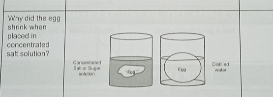 Why did the egg 
shrink when 
placed in 
concentrated 
salt solution? 
Concentrated Distilled 
Salt or Sugar log 
solution E 90 water