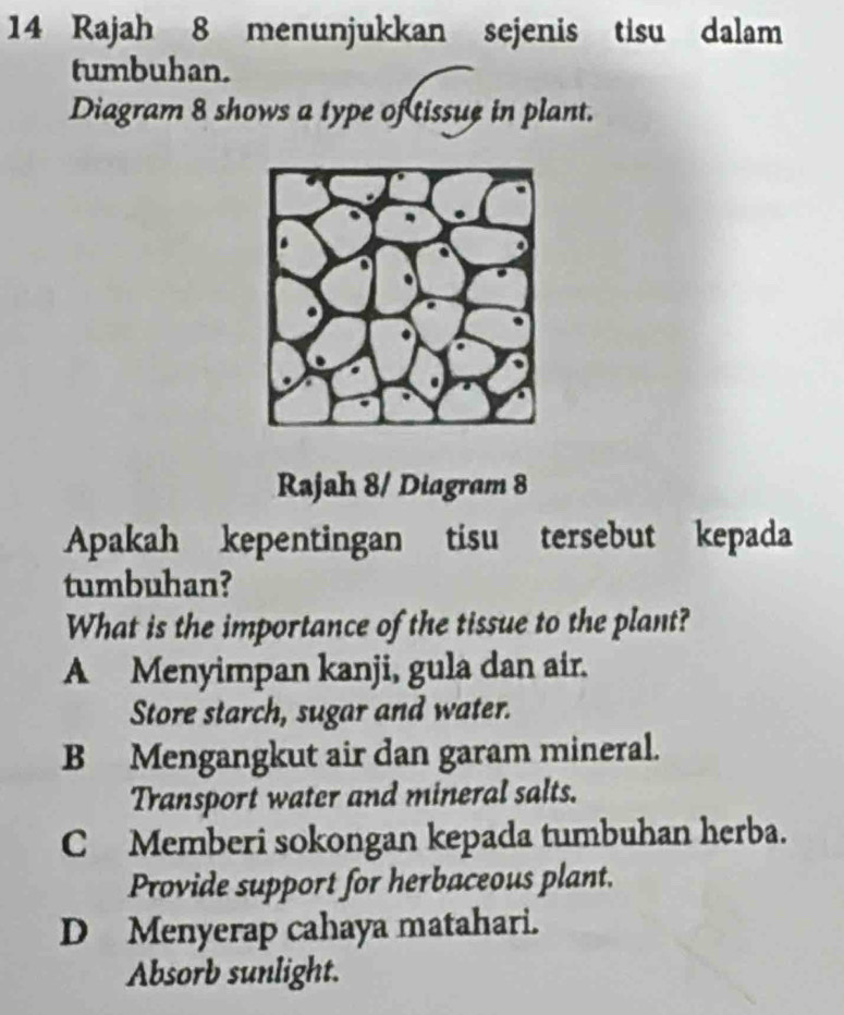 Rajah 8 menunjukkan sejenis tisu dalam
tumbuhan.
Diagram 8 shows a type of tissue in plant.
Rajah 8/ Diagram 8
Apakah kepentingan tisu tersebut kepada
tumbuhan?
What is the importance of the tissue to the plant?
A Menyimpan kanji, gula dan air.
Store starch, sugar and water.
B Mengangkut air dan garam mineral.
Transport water and mineral salts.
CMemberi sokongan kepada tumbuhan herba.
Provide support for herbaceous plant.
D Menyerap cahaya matahari.
Absorb sunlight.