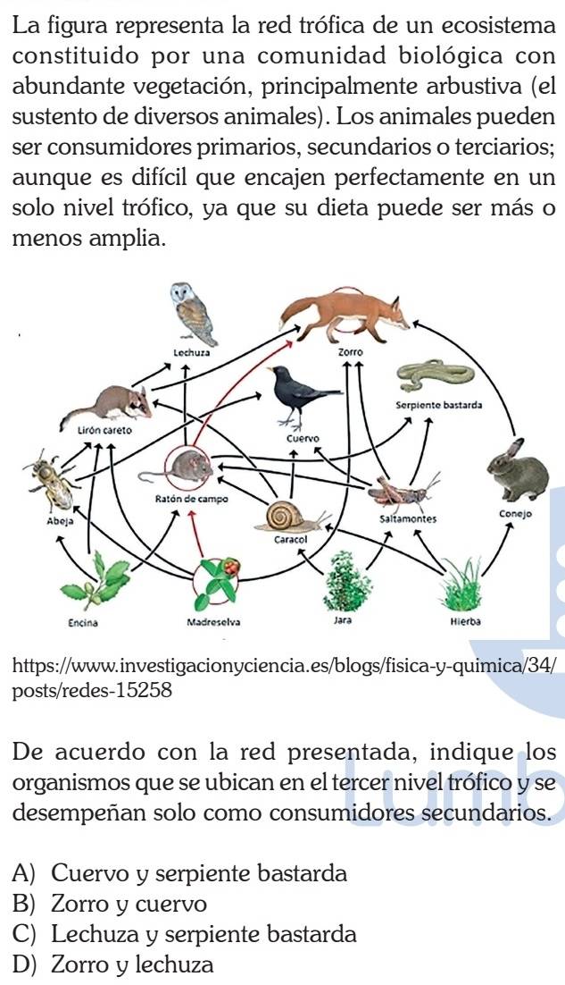 La figura representa la red trófica de un ecosistema
constituido por una comunidad biológica con
abundante vegetación, principalmente arbustiva (el
sustento de diversos animales). Los animales pueden
ser consumidores primarios, secundarios o terciarios;
aunque es difícil que encajen perfectamente en un
solo nivel trófico, ya que su dieta puede ser más o
menos amplia.
https://www.investigacionyciencia.es/blogs/fisica-y-quimica/34/
posts/redes-15258
De acuerdo con la red presentada, indique los
organismos que se ubican en el tercer nivel trófico y se
desempeñan solo como consumidores secundarios.
A) Cuervo y serpiente bastarda
B) Zorro y cuervo
C) Lechuza y serpiente bastarda
D) Zorro y lechuza