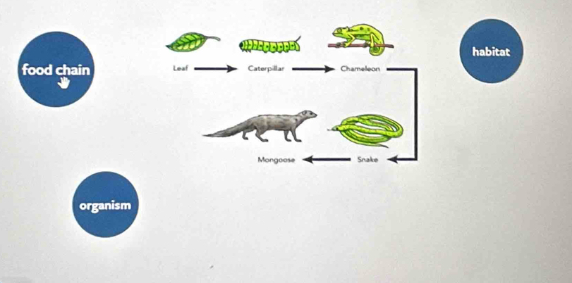 habitat 
food chain 
organism