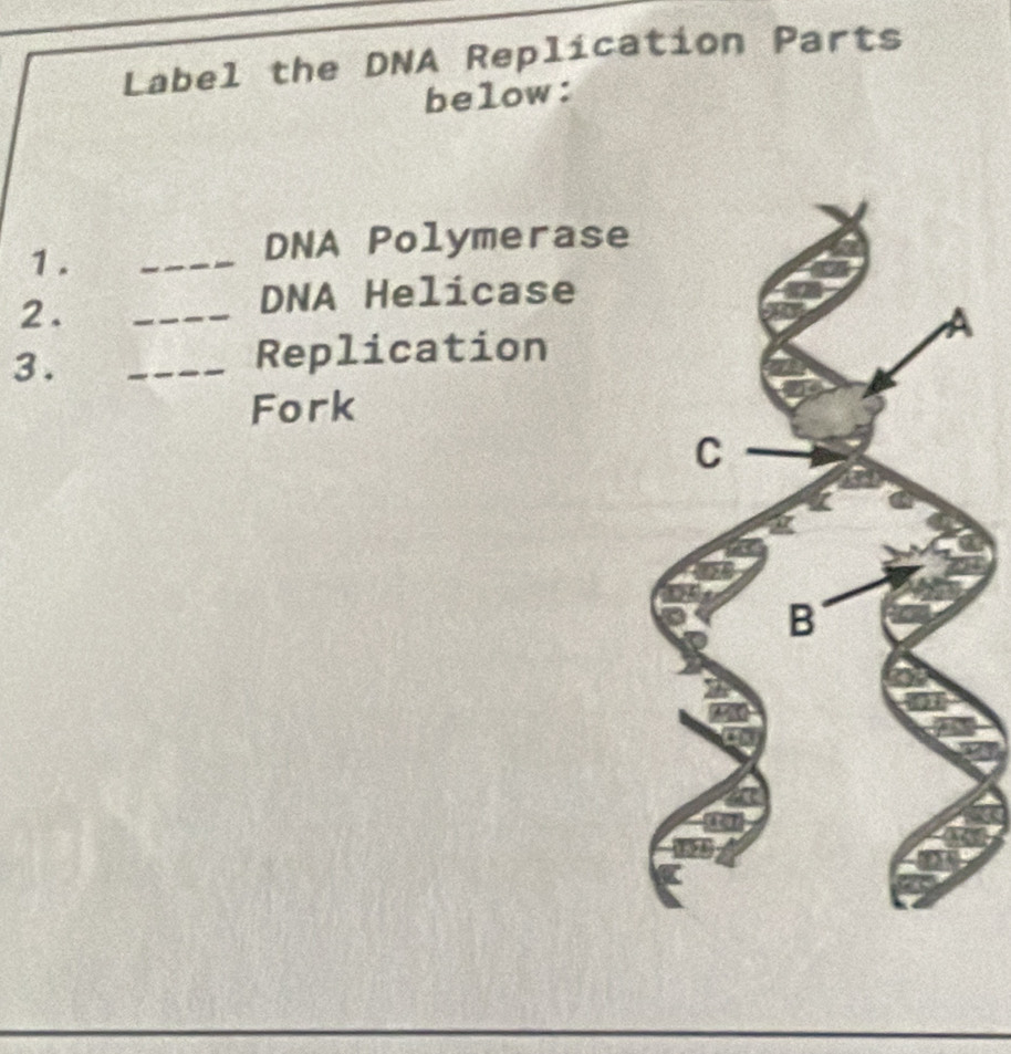 Label the DNA Replication Parts 
below: 
1. 
_ 
DNA Polymerase 
2. 
_ 
DNA Helicase 
3. 
_Replication 
Fork