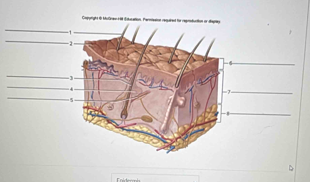 Copyright @ McGraw-Hill Educati 
Epidermis