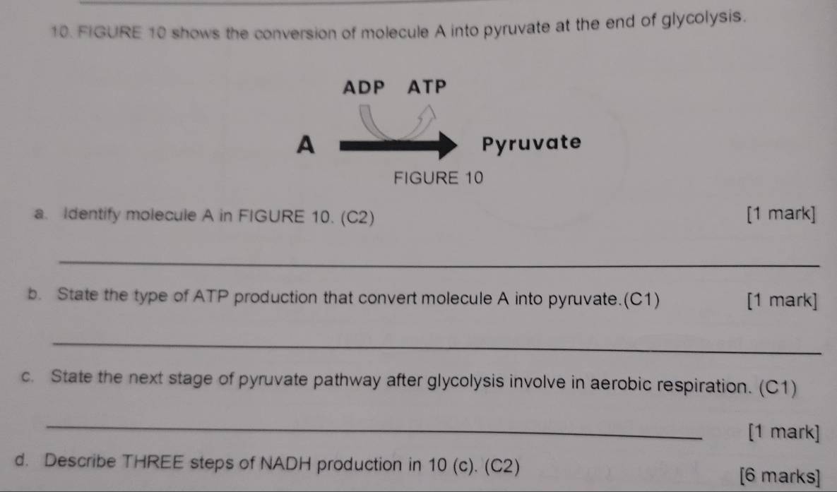 FIGURE 10 shows the conversion of molecule A into pyruvate at the end of glycolysis. 
a. Identify molecule A in FIGURE 10. (C2) [1 mark] 
_ 
b. State the type of ATP production that convert molecule A into pyruvate.(C1) [1 mark] 
_ 
c. State the next stage of pyruvate pathway after glycolysis involve in aerobic respiration. (C1) 
_ 
[1 mark] 
d. Describe THREE steps of NADH production in 10 (c). (C2) [6 marks]