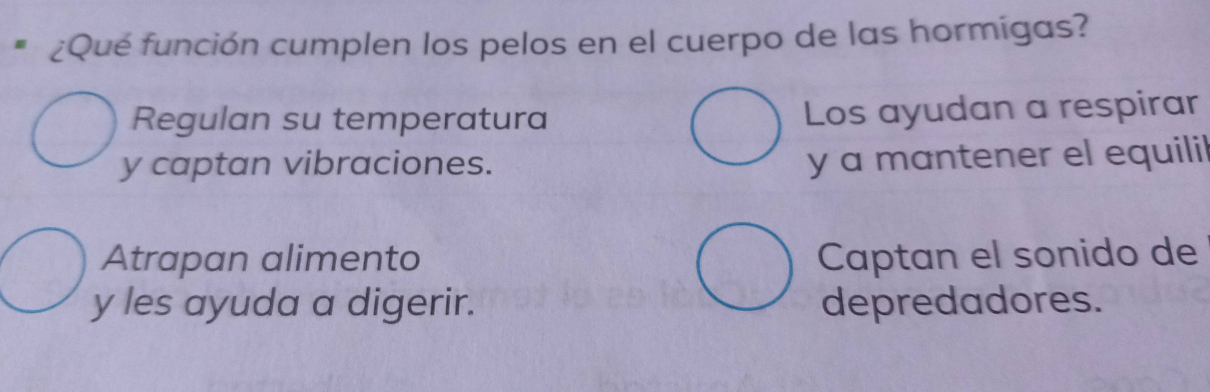 ¿Qué función cumplen los pelos en el cuerpo de las hormigas?
Regulan su temperatura
Los ayudan a respirar
y captan vibraciones.
y a mantener el equilil
Atrapan alimento Captan el sonido de
y les ayuda a digerir. depredadores.