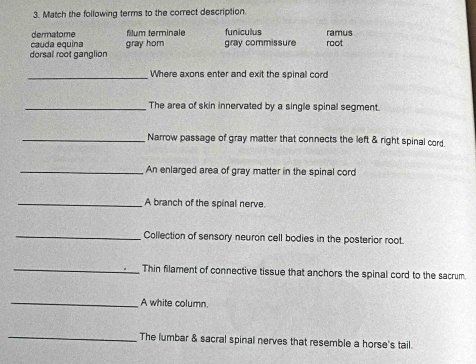 Match the following terms to the correct description.
dermatome filum terminale funiculus ramus
cauda equina gray horn gray commissure root
dorsal root ganglion
_Where axons enter and exit the spinal cord
_The area of skin innervated by a single spinal segment.
_Narrow passage of gray matter that connects the left & right spinal cord.
_An enlarged area of gray matter in the spinal cord
_A branch of the spinal nerve.
_Collection of sensory neuron cell bodies in the posterior root.
_Thin filament of connective tissue that anchors the spinal cord to the sacrum.
_A white column.
_
The lumbar & sacral spinal nerves that resemble a horse's tail.