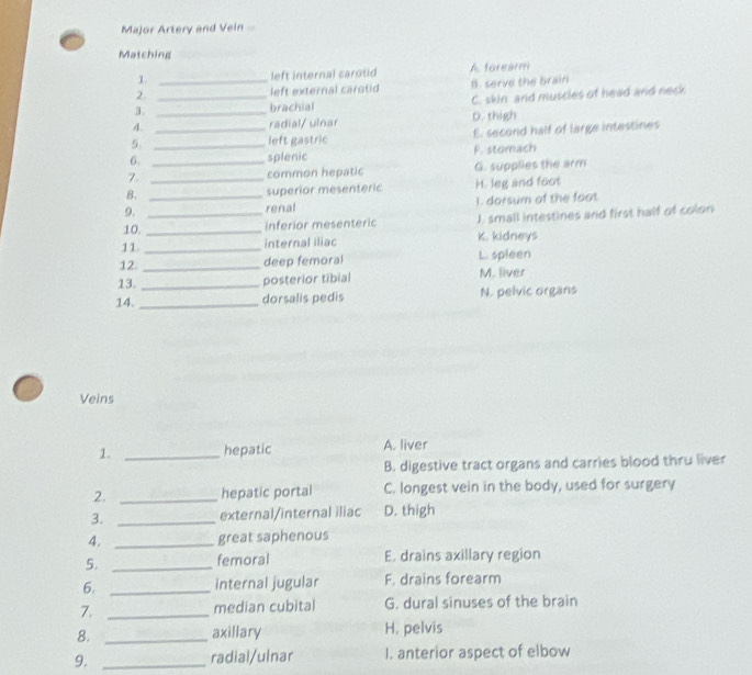 Major Artery and Vein .
Matching
1. left internal carotid A forearm
2. _left external carotid B. serve the brain
3. __brachial C. skin and muscles of head and neck
4. radial/ ulnar D. thigh
5. __left gastric E. second half of large intestines
6. _splenic F. stomach
7. common hepatic G. supplies the arm
B. _H. leg and foot
superior mesenteric
9. __1. dorsum of the foot
renal
10._
inferior mesenteric J. small intestines and first half of colon
11. _internal iliac K. kidneys
12. _L. spleen
deep femoral
13. _posterior tibial M. liver
14. _dorsalis pedis N. pelvic organs
Veins
1. _hepatic A. liver
B. digestive tract organs and carries blood thru liver
2. _hepatic portal C. longest vein in the body, used for surgery
3. _external/internal iliac D. thigh
4. _great saphenous
5. _femoral E. drains axillary region
6. _internal jugular F. drains forearm
7. _median cubital G. dural sinuses of the brain
8. _axillary H. pelvis
9. _radial/ulnar I. anterior aspect of elbow
