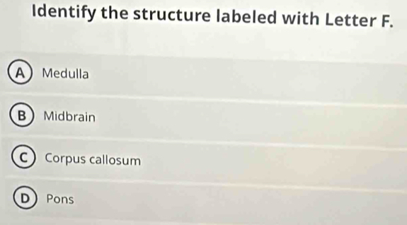 Identify the structure labeled with Letter F.
AMedulla
BMidbrain
C Corpus callosum
D Pons