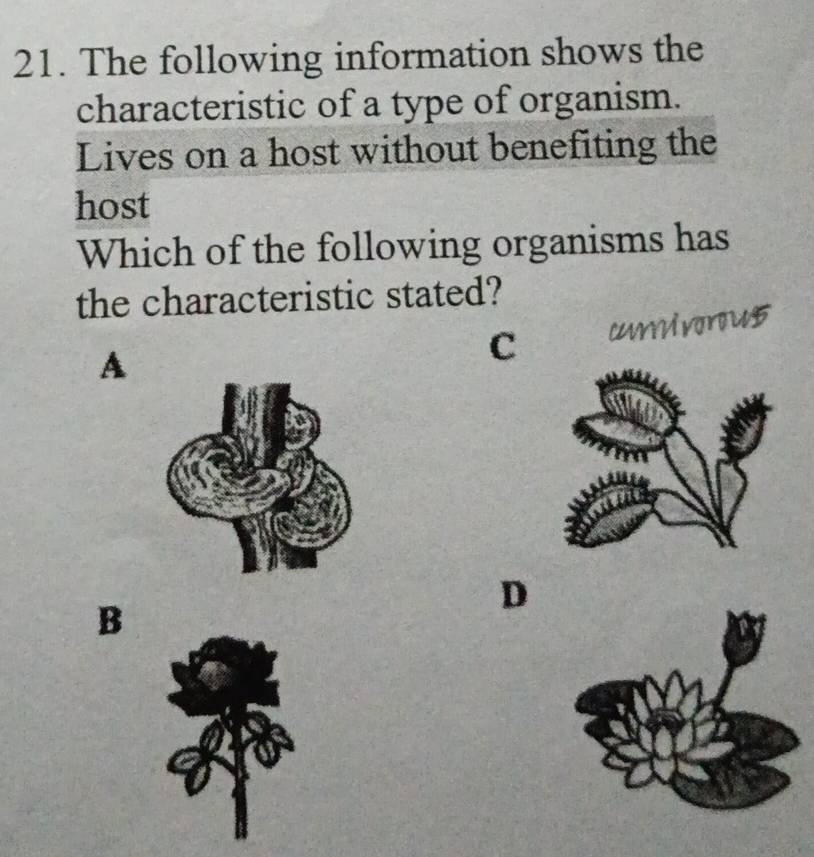 The following information shows the 
characteristic of a type of organism. 
Lives on a host without benefiting the 
host 
Which of the following organisms has 
the characteristic stated? 
A 
C curmivorous 
D 
B