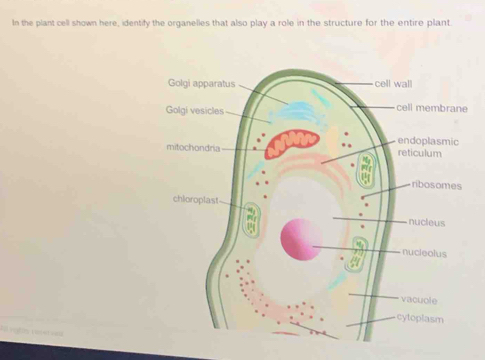 Solved: In the plant cell shown here, identify the organelles that also  play a role in the structu [Biology]