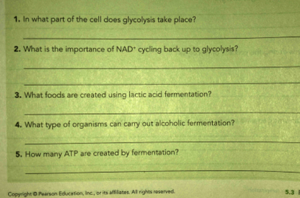 In what part of the cell does glycolysis take place? 
_ 
2. What is the importance of NAD† cycling back up to glycolysis? 
_ 
_ 
3. What foods are created using lactic acid fermentation? 
_ 
4. What type of organisms can carry out alcoholic fermentation? 
_ 
5. How many ATP are created by fermentation? 
_ 
Copyright @ Pearson Education, Inc., or its affiliates. All rights reserved. 
5.3