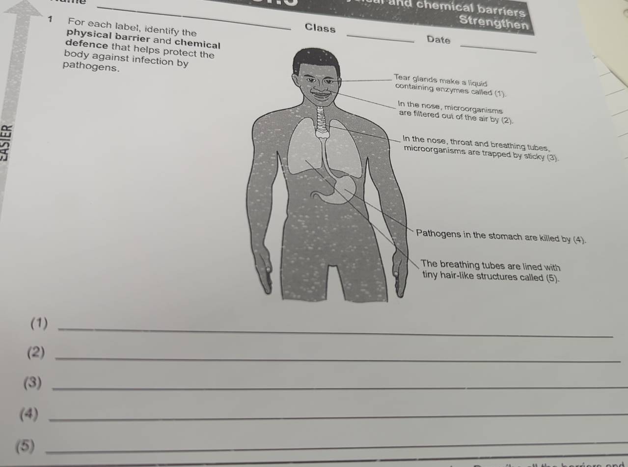 al and chemical barriers
Strengthen
1 For each label, identify the
Class
Date
physical barrier and chemical
defence that helps protect the
_
pathogens.
body against infection byglands make a liquid
aining enzymes called (1).
he nose, microorganisms
filtered out of the air by (2).
the nose, throat and breathing tubes,
croorganisms are trapped by sticky (3).
Pathogens in the stomach are killed by (4).
The breathing tubes are lined with
tiny hair-like structures called (5).
(1)_
(2)_
(3)_
(4)_
(5)_