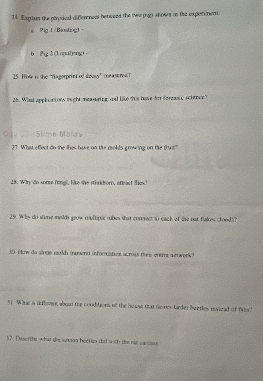 Explam the physical differences between the two pigs shown in the experiment. 
Pig 1 (Bloating) - 
b Pig 2 (Liquifying) - 
25. How is the “fingerprint of decay” measured? 
26. What applications might measuring soil like this have for forensic science? 
a 
27 What effect do the flies have on the molds growing on the fruit? 
28. Why do some fungl, like the stinkhorn, attract flies? 
29. Why do slime molds grow multiple tubes that connect to each of the oat flakes (tood)? 
30. How do slime molds transmit information across their entire network? 
31. What is different about the conditions of the house that favors larder beetles instead of thies " 
32. Describe what the sexton bectles did with the rat carcass