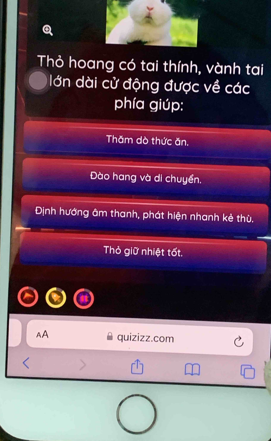 Thỏ hoang có tai thính, vành tai
lớn dài cử động được về các
phía giúp:
Thăm dò thức ăn.
Đào hang và di chuyển.
Định hướng âm thanh, phát hiện nhanh kẻ thù.
Thỏ giữ nhiệt tốt.
AA
quizizz.com