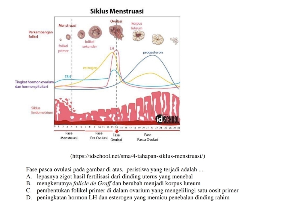 (https://idschool.net/sma/4-tahapan-siklus-menstruasi/)
Fase pasca ovulasi pada gambar di atas, peristiwa yang terjadi adalah ....
A. lepasnya zigot hasil fertilisasi dari dinding uterus yang menebal
B. mengkerutnya folicle de Graff dan berubah menjadi korpus luteum
C. pembentukan folikel primer di dalam ovarium yang mengelilingi satu oosit primer
D. peningkatan hormon LH dan esterogen yang memicu penebalan dinding rahim