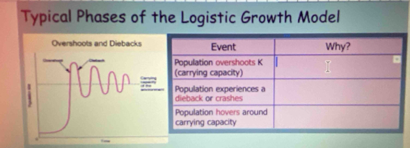 Typical Phases of the Logistic Growth Model