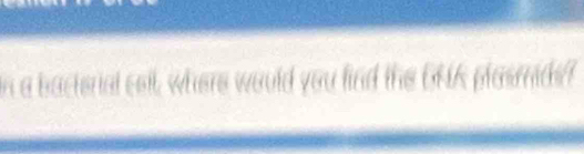 sa bacterial cell, where would you find the GNK plasmids?