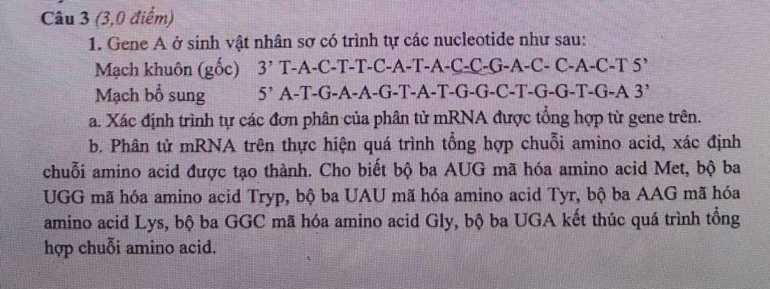 (3,0 điểm) 
1. Gene A ở sinh vật nhân sơ có trình tự các nucleotide như sau: 
Mạch khuôn (gốc) 3' T-A-C-T-T-C-A-T-A-C-C-G-A-C- C-A-C-T 5’ 
Mạch bổ sung 5^7 A-T-G-A-A-G-T-A-T-G-G-C-T-G-G-T-G-A 3’
a. Xác định trình tự các đơn phân của phân tử mRNA được tổồng hợp từ gene trên. 
b. Phân tử mRNA trên thực hiện quá trình tổng hợp chuỗi amino acid, xác định 
chuỗi amino acid được tạo thành. Cho biết bộ ba AUG mã hóa amino acid Met, bộ ba 
UGG mã hóa amino acid Tryp, bộ ba UAU mã hóa amino acid Tyr, bộ ba AAG mã hóa 
amino acid Lys, bộ ba GGC mã hóa amino acid Gly, bộ ba UGA kết thúc quá trình tổng 
hợp chuỗi amino acid.