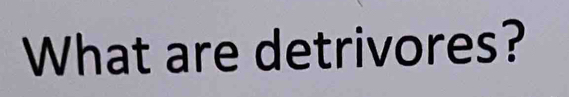 What are detrivores?