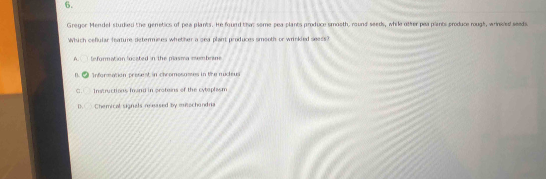 Gregor Mendel studied the genetics of pea plants. He found that some pea plants produce smooth, round seeds, while other pea plants produce rough, wrinkled seeds.
Which cellular feature determines whether a pea plant produces smooth or wrinkled seeds?
A. Information located in the plasma membrane
B. Information present in chromosomes in the nucleus
C. Instructions found in proteins of the cytoplasm
D. Chemical signals released by mitochondria