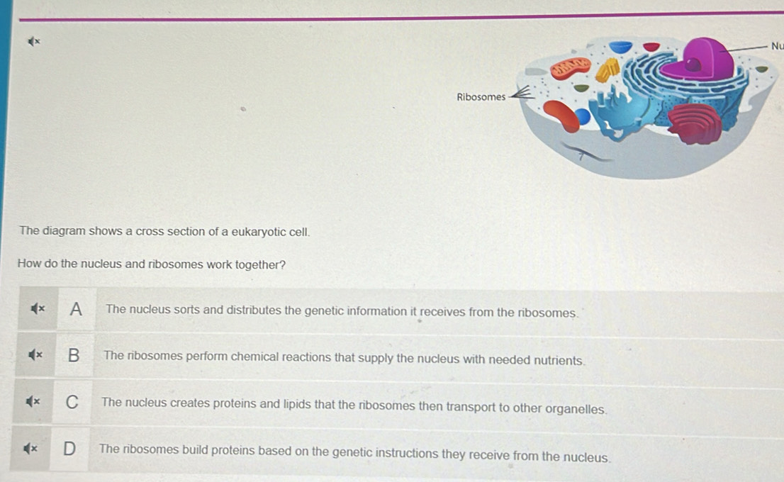 Solved: Nu The diagram shows a cross section of a eukaryotic cell. How ...