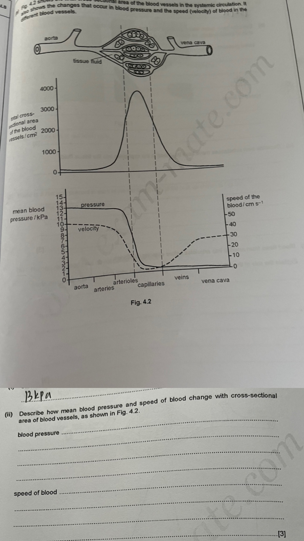 aonal area of the blood vessels in the systemic circulation. It
L3 so shows the changes that occur in blood pressure and the speed (velocity) of blood in the 
dfferent blood vessels.
4000
3000
Iotal cross- 
sectional area 
of the blood
2000
essels cm^2
1000
0. 
speed of the 
pressure blood / cm s -1
mean blood 
- 50
pressure / kPa 12 velocity
- 40
-30
-20
-10
-0 
0 veins vena cava 
aorta arterioles 
arteries capillaries 
Fig. 4.2 
_ 
_ 
(ii) Describe how mean blood pressure and speed of blood change with cross-sectional 
area of blood vessels, as shown in Fig. 4.2. 
blood pressure 
_ 
_ 
_ 
_ 
speed of blood 
_ 
_[3]