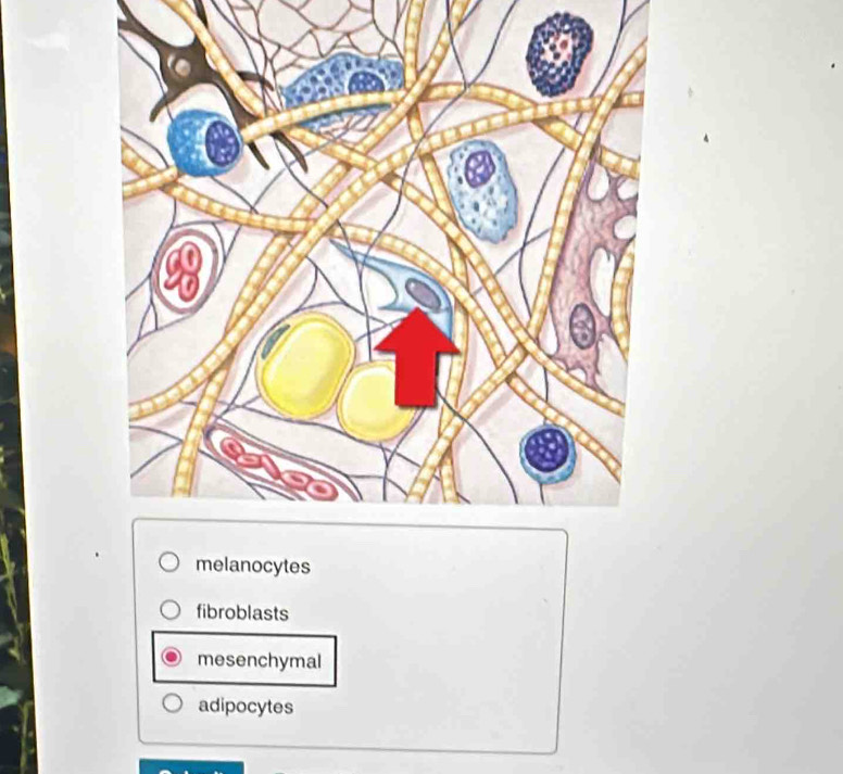 melanocytes
fibroblasts
mesenchymal
adipocytes