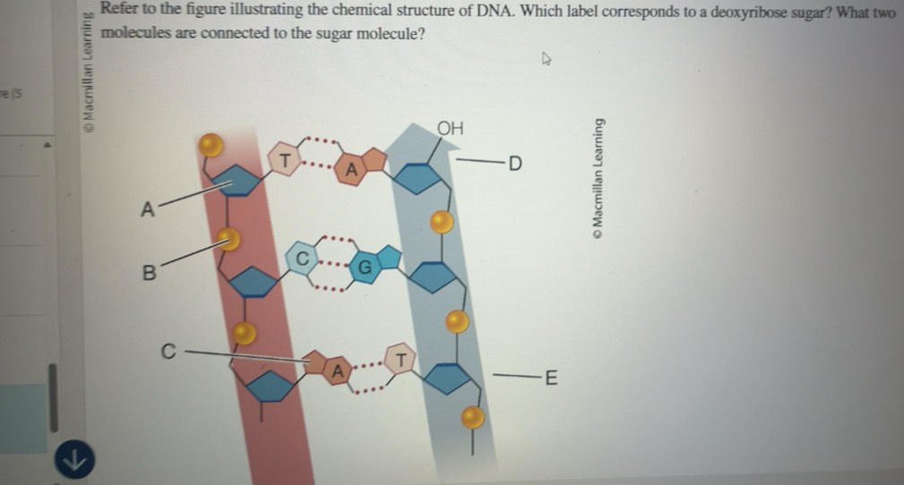 Solved: Refer to the figure illustrating the chemical structure of DNA ...