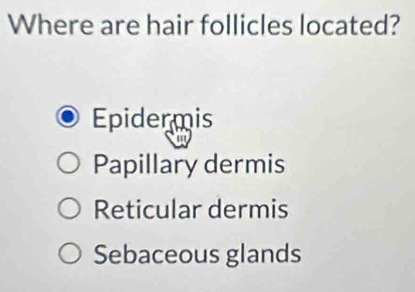 Where are hair follicles located?
Epidermis
Papillary dermis
Reticular dermis
Sebaceous glands