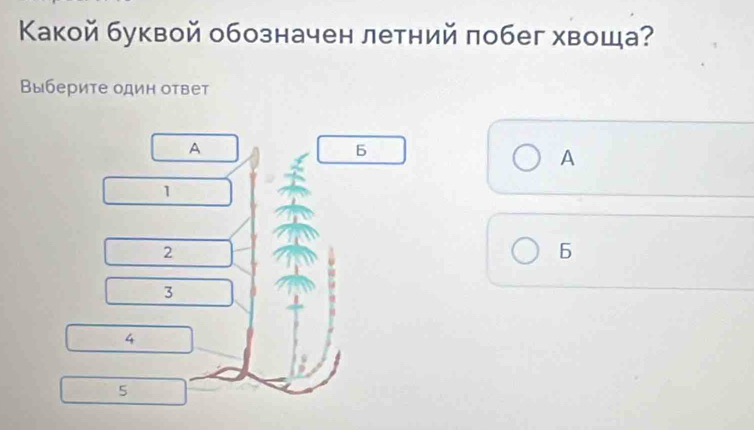 Κакой буквой обозначен летний побег хвоща?
Выберите один ответ
A
A
1
2
3
4
5