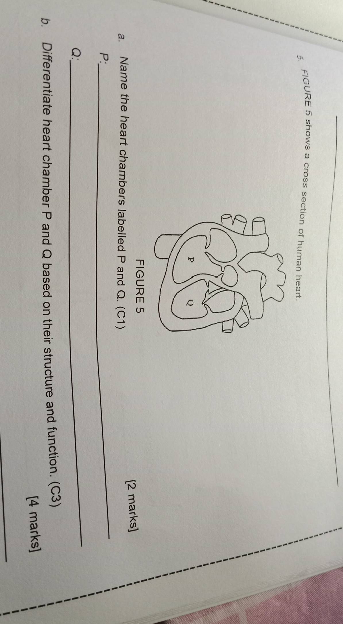 FIGURE 5 shows a cross section of human heart. 
FIGURE 5 
[2 marks] 
_ 
a. Name the heart chambers labelled P and Q. (C1)
P : 
_ 
Q: 
b. Differentiate heart chamber P and Q based on their structure and function. (C3) 
[4 marks] 
_