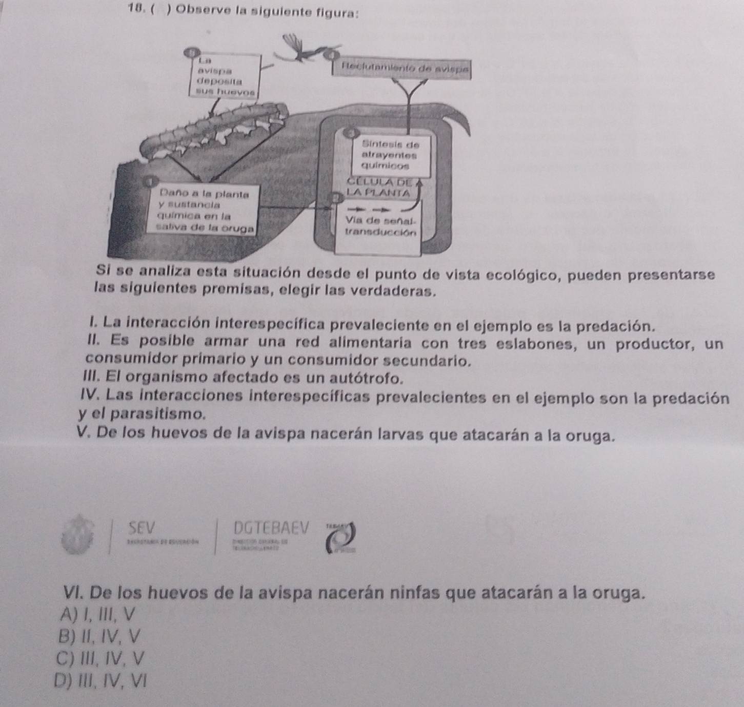 ( ) Observe la siguiente figura:
Si se analiza esta situación desde el punto de vista ecológico, pueden presentarse
las siguientes premisas, elegir las verdaderas.
I. La interacción interespecífica prevaleciente en el ejemplo es la predación.
II. Es posible armar una red alimentaria con tres eslabones, un productor, un
consumidor primario y un consumidor secundario.
III. El organismo afectado es un autótrofo.
IV. Las interacciones interespecíficas prevalecientes en el ejemplo son la predación
y el parasitismo.
V. De los huevos de la avispa nacerán larvas que atacarán a la oruga.
SEV DGTEBAEV
B n 2 n
C 
VI. De los huevos de la avispa nacerán ninfas que atacarán a la oruga.
A) I, III,V
B) II, IV, V
C)III,IV, V
D) III, IV, VI