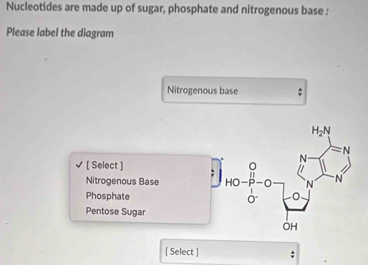 Solved: Nucleotides are made up of sugar, phosphate and nitrogenous ...