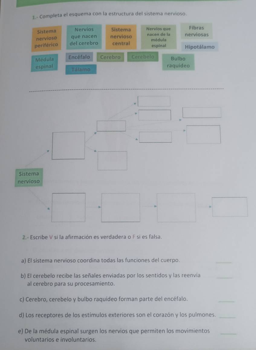 1.- Completa el esquema con la estructura del sistema nervioso.
Sistema Nervios Sistema Nervios que Fibras
nervioso que nacen nervioso nacen de la nerviosas
periférico del cerebro central médula espinal Hipotálamo
Médula Encéfalo Cerebro Cerebelo Bulbo
espinal Tálamo
raquídeo
_
_
Sistema
nervioso
2.- Escribe V si la afirmación es verdadera o F si es falsa.
a) El sistema nervioso coordina todas las funciones del cuerpo.
_
b) El cerebelo recibe las señales enviadas por los sentidos y las reenvía_
al cerebro para su procesamiento.
c) Cerebro, cerebelo y bulbo raquídeo forman parte del encéfalo.
_
d) Los receptores de los estímulos exteriores son el corazón y los pulmones._
e) De la médula espinal surgen los nervios que permiten los movimientos_
voluntarios e involuntarios.