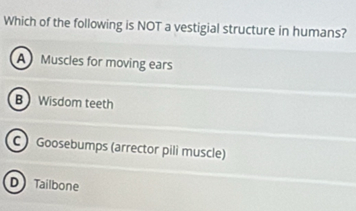 Which of the following is NOT a vestigial structure in humans?
A Muscles for moving ears
BWisdom teeth
C Goosebumps (arrector pili muscle)
D Tailbone