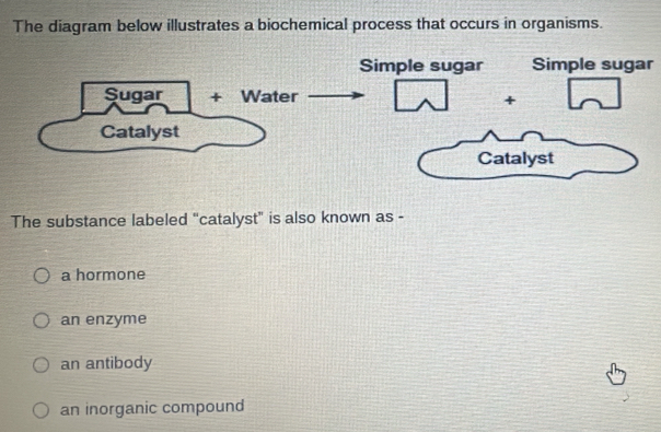 The diagram below illustrates a biochemical process that occurs in organisms.
Simple sugar
The substance labeled "catalyst" is also known as -
a hormone
an enzyme
an antibody
an inorganic compound