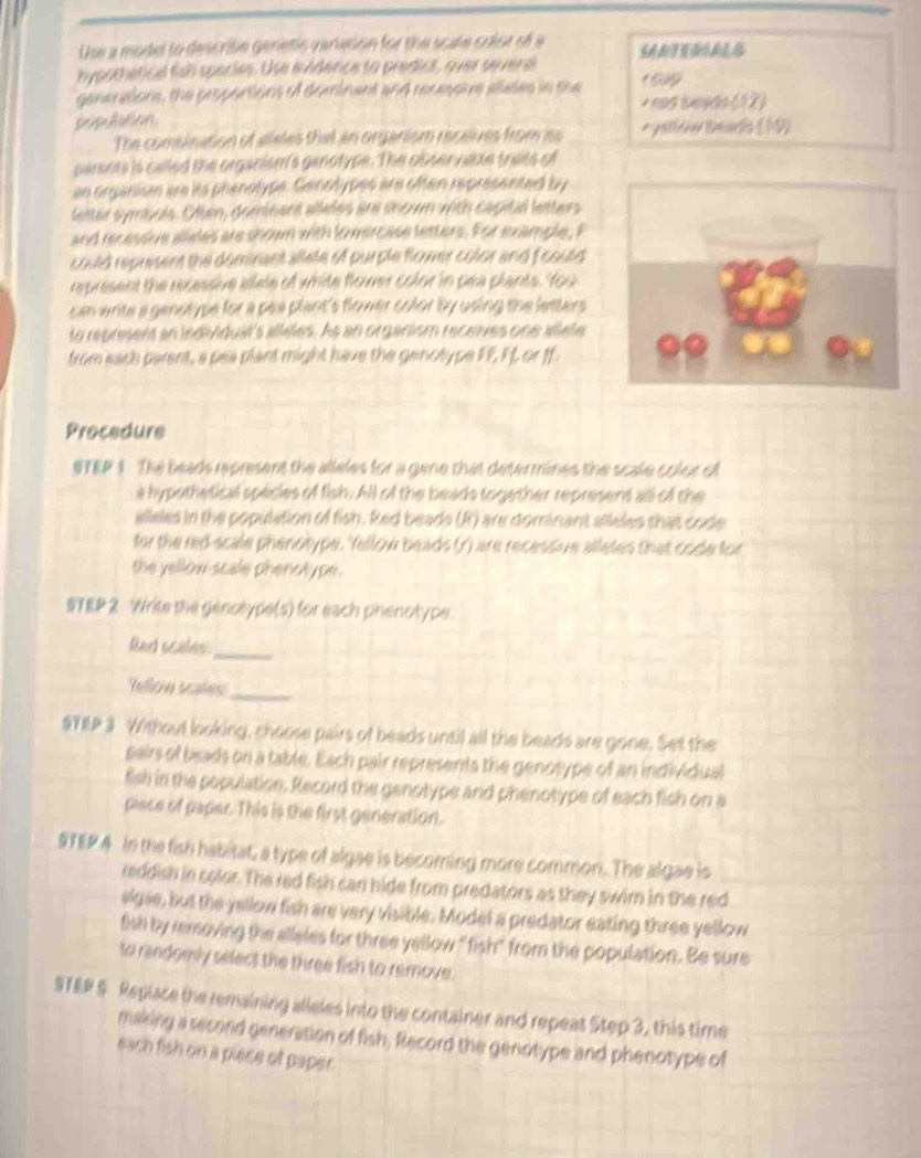 Use a model to descrile genetic vanation for the scale calor of a
hypothetical fish species. Use evidence to predist, suer severe SANTEDOAL
ganerations, the proportions of dominant and recessive aates in the
population * rnd Seado (12)
The comsination of aeles that an organism recalves fromes ryallow teadls ( 10)
perents is cilled the organism's genotype. The observible tries of
an organism are its phenotype. Genolypes are often represented by
letter symbols. Often, domnent alleles are shown with capitul letters
and recessive alleles are shown with lowercase letters. For example, F
could represent the dominant allate of purple flower color and f could 
represent the recessive allele of white flower color in pea plants. You
can write a genotype for a pea plant's flower color by using the letters.
to represers an individual's alleles. As an organism receives one allete
from each parent, a pea plant might have the genotype FF, Ff, or ff
Procedure
STEP 1. The beads represent the alleles for a gene that determines the scale color of
a hypothetical species of fish. All of the beads together represent all of the
elleles in the population of fish. Red beads (R) are dominant alleles that code
for the red-scale phenotype. Yellow beads (r) are recessive alleles that code for
the yellow scale phenotype .
STEP 2 Write the genolype(s) for each phenotype
Red ocales
_
teón sl _
STEP 3 Without looking, choose pairs of beads until all the beads are gone. Set the
pairs of beads on a table. Each pair represents the genotype of an individual
fish in the population. Record the genotype and phenotype of each fish on a
piece of paper. This is the first generation.
STEP 4 in the fish habitat, a type of algae is becoming more common. The algae is
reddish in color. The red fish can hide from predators as they swim in the red
sigse, but the yellow fish are very visible. Model a predator eating three yellow
fish by removing the alleles for three yellow "fish" from the population. Be sure
to rendomly select the three fish to remove.
STEP & Replace the remaining alleles into the container and repeat Step 3, this time
making a second generation of fish. Record the genotype and phenotype of
each fish on a piece of paper.