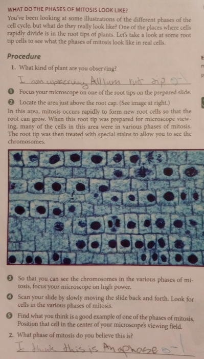 WHAT DO THE PHASES OF MITOSIS LOOK LIKE? 
You've been looking at some illustrations of the different phases of the 
cell cycle, but what do they really look like? One of the places where cells 
rapidly divide is in the root tips of plants. Let's take a look at some root 
tip cells to see what the phases of mitosis look like in real cells. 
Procedure E 
1. What kind of plant are you observing? 
n 
p 
_ 
❶ Focus your microscope on one of the root tips on the prepared slide. 
❷ Locate the area just above the root cap. (See image at right.) 
In this area, mitosis occurs rapidly to form new root cells so that the 
root can grow. When this root tip was prepared for microscope view- 
ing, many of the cells in this area were in various phases of mitosis. 
The root tip was then treated with special stains to allow you to see the 
chromosomes. 
❸ So that you can see the chromosomes in the various phases of mi- 
tosis, focus your microscope on high power. 
❹ Scan your slide by slowly moving the slide back and forth. Look for 
cells in the various phases of mitosis. 
❺ Find what you think is a good example of one of the phases of mitosis. 
Position that cell in the center of your microscope's viewing field. 
2. What phase of mitosis do you believe this is? 
_