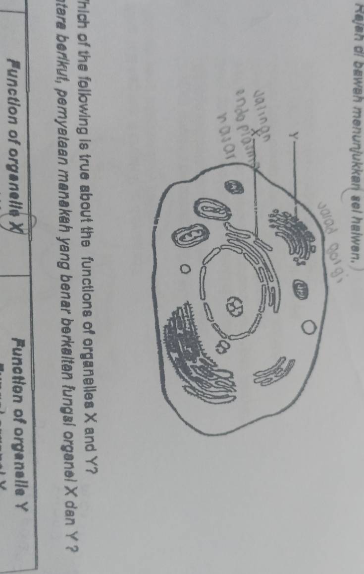 Rajah di bawah menunjukkan sel halwən.
Thich of the following is true about the functions of organelles X and Y?
ntara berikut, pernyataan manakah yang benar berkaltan fungsi organei X dan Y ?
Function of organelle X Function of orgensile Y