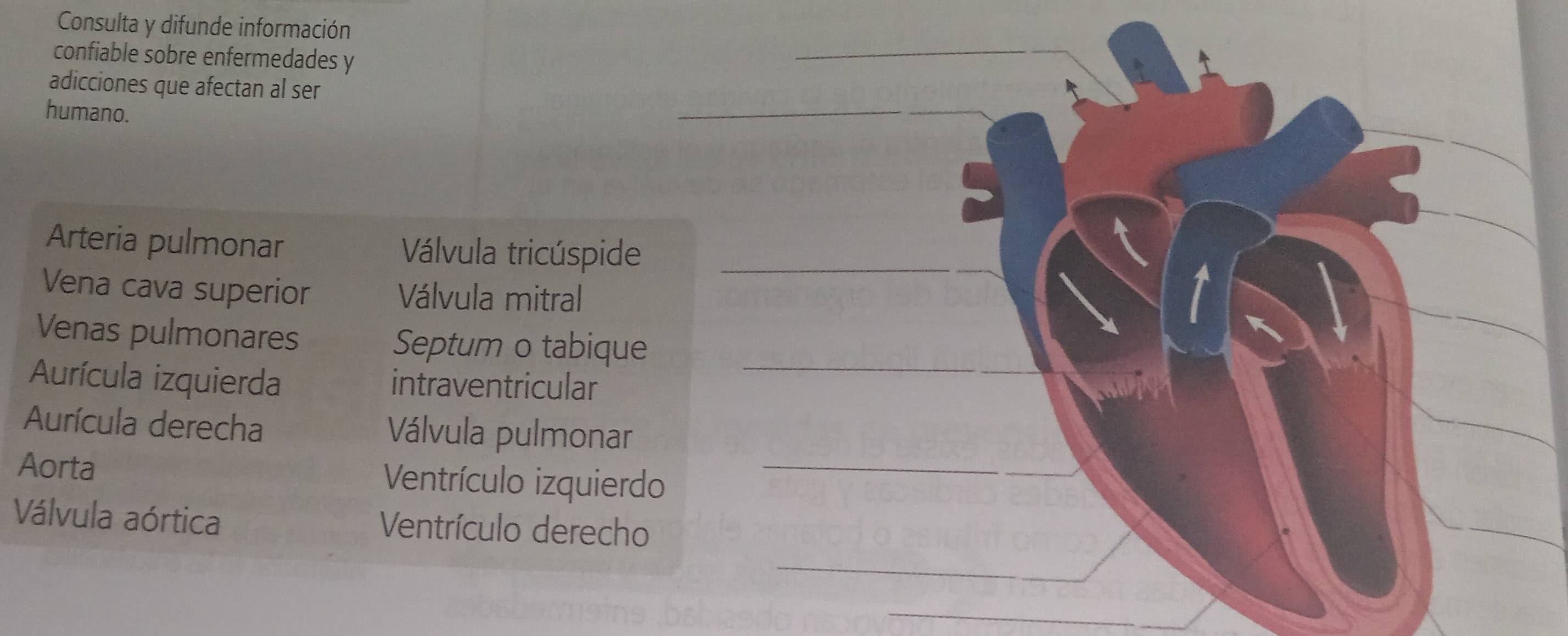 Consulta y difunde información 
confiable sobre enfermedades y 
adicciones que afectan al ser 
humano. 
Arteria pulmonar Válvula tricúspide_ 
Vena cava superior Válvula mitral 
Venas pulmonares 
Septum o tabique 
Aurícula izquierda intraventricular_ 
Aurícula derecha Válvula pulmonar 
Aorta Ventrículo izquierdo_ 
_ 
Válvula aórtica Ventrículo derecho 
_ 
_