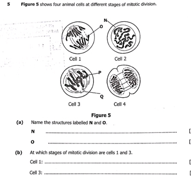Solved: Figure 5 shows four animal cells at different stages of mitotic ...