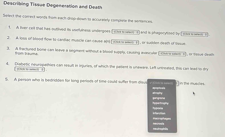 Describing Tissue Degeneration and Death
Select the correct words from each drop-down to accurately complete the sentences.
1. A liver cell that has outlived its usefulness undergoes (Click to select) ‡ and is phagocytized by (Click to select) ‡
2. A loss of blood flow to cardiac muscle can cause a(n) (click to select) , or sudden death of tissue.
3. A fractured bone can leave a segment without a blood supply, causing avascular [ (click to select) ‡] , or tissue death
from trauma.
4. Diabetic neuropathies can result in injuries, of which the patient is unaware. Left untreated, this can lead to dry
(Click to select) ‡
5. A person who is bedridden for long periods of time could suffer from disus √ (Click to select) in the muscles.
apoptosis
atrophy
gangrene
hypertrophy
hypoxia
infarction
macrophages
necrosis
neutrophils